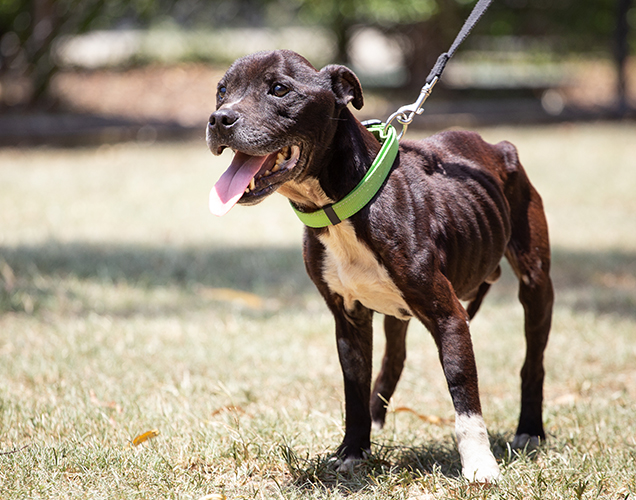 freddie the skin and bones dog at rspca queensland 2019